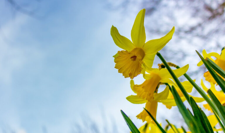 Daffodils in Floral Design: Illuminating Arrangements for Daffodil Day