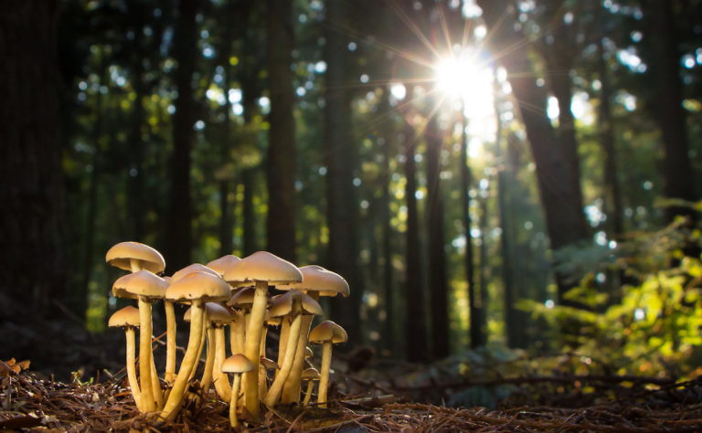 Mushroom Magic: A Floral Ode to September’s Fungi