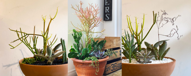 Celebrate ‘Take Your Houseplant for a Walk Day’ with a Beautiful Succulent Planter!